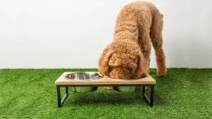 GF Pet Wood & Metal Pet Feeder