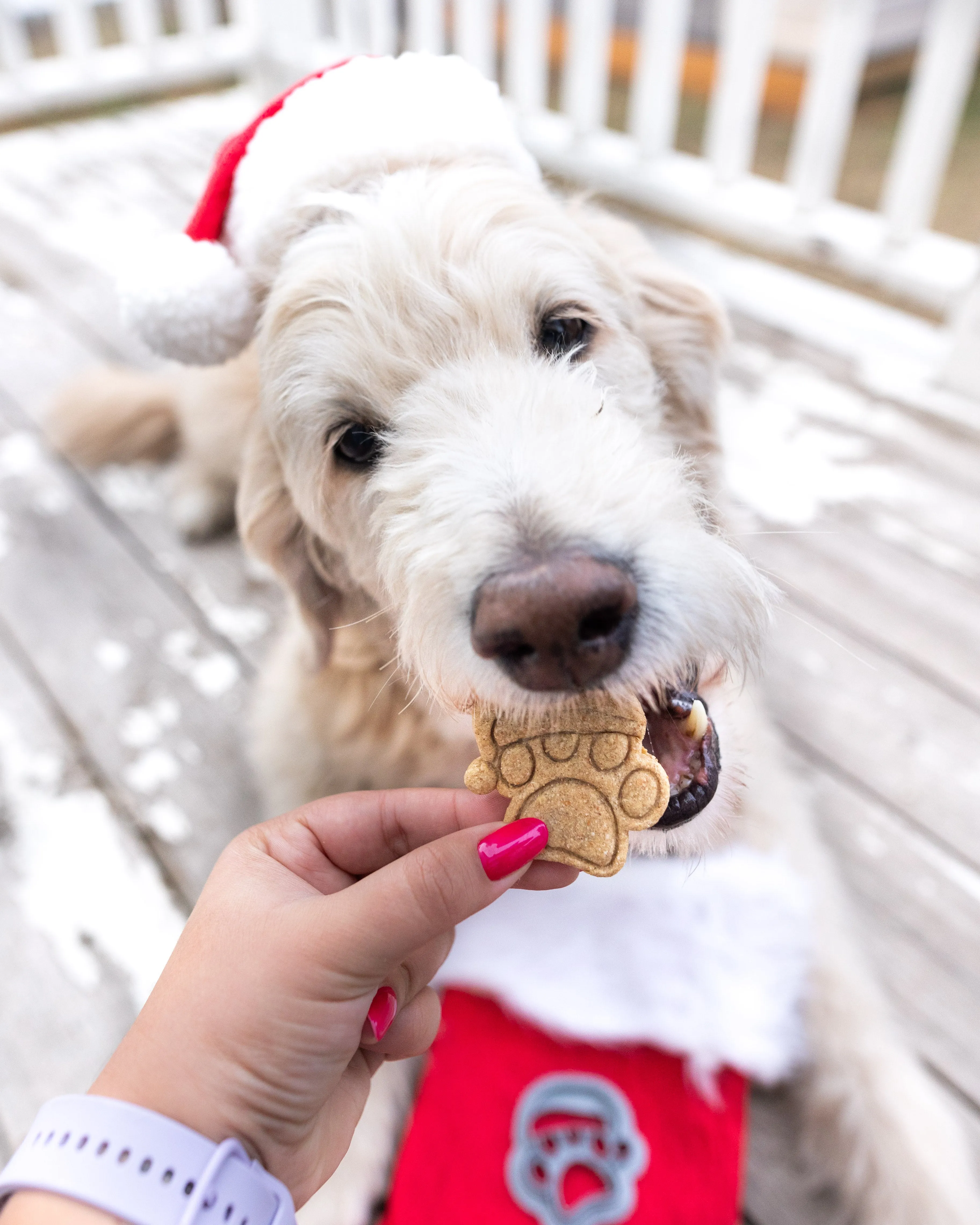 Santa Paws Cookie Cutter-  Christmas Dog Cookie Cutter